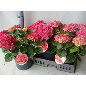 Hydrangea mac.