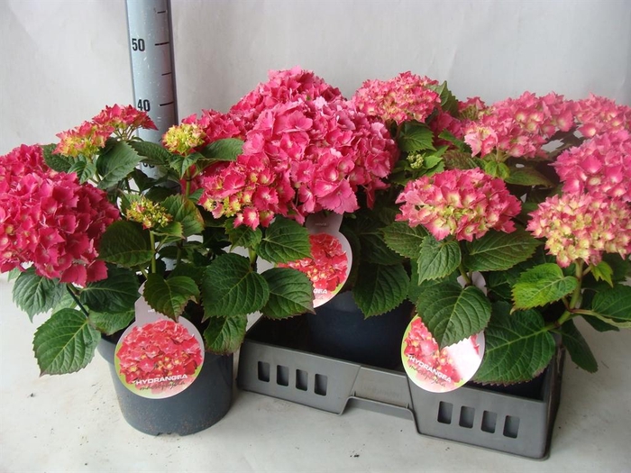 <h4>Hydrangea mac.</h4>