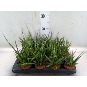 Sansevieria cyl.  ...