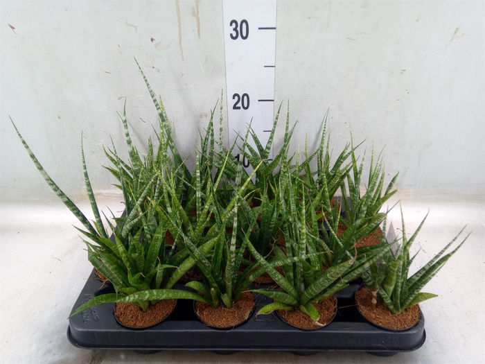 <h4>Sansevieria cyl.  ...</h4>