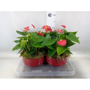 Anthurium andr. 'Royal Champion'