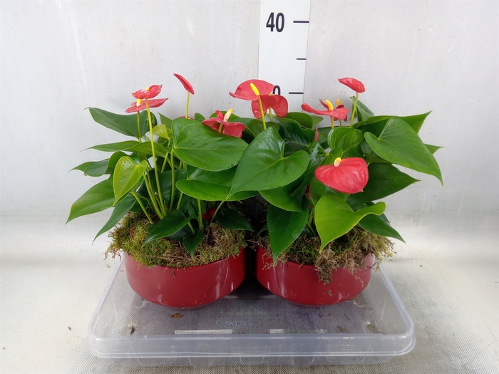 <h4>Anthurium andr. 'Royal Champion'</h4>