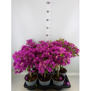 Bougainvillea  'Elisabeth'