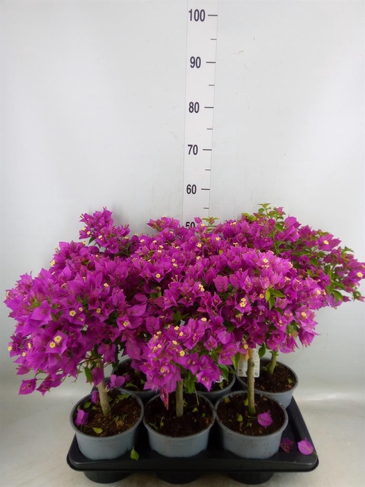 <h4>Bougainvillea  'Elisabeth'</h4>