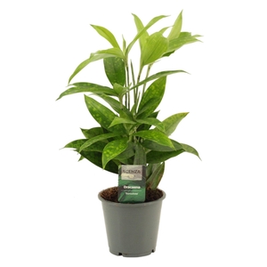 Dracaena Surculosa 12 cm