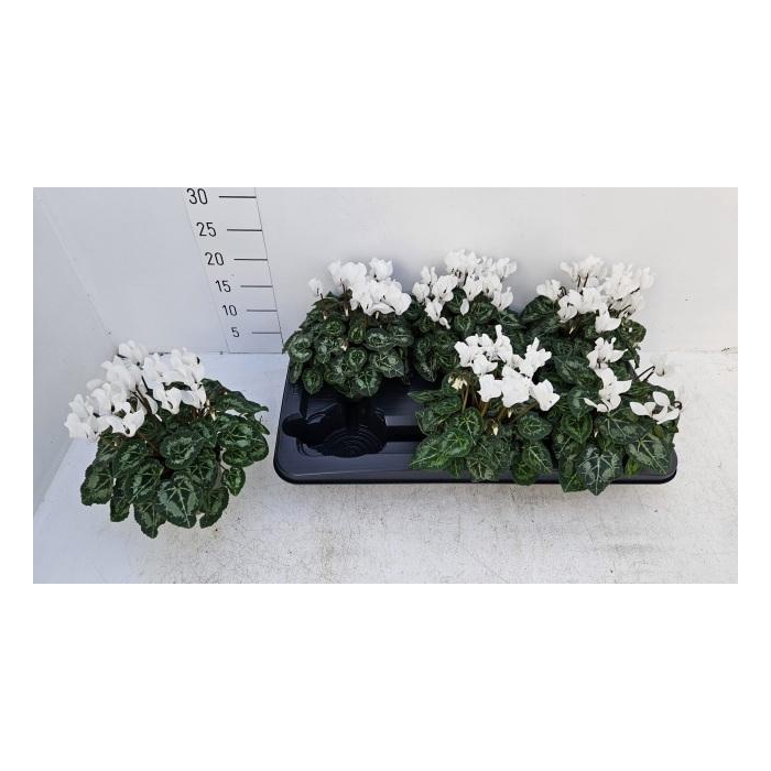 <h4>CYCL KL SUP VERANO</h4>