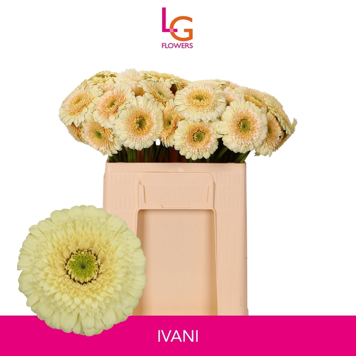 <h4>GE MB DOTTI IVANI</h4>