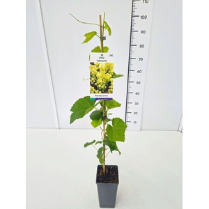 Vitis overig wit