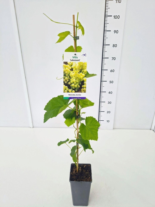 <h4>Vitis overig wit</h4>