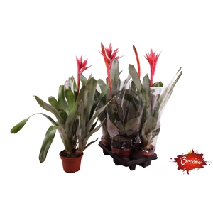 BROMELIA GEM