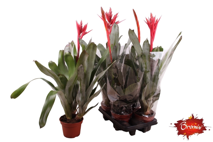 <h4>BROMELIA GEM</h4>