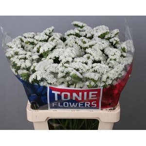 Statice White Starlight Wings Tonie