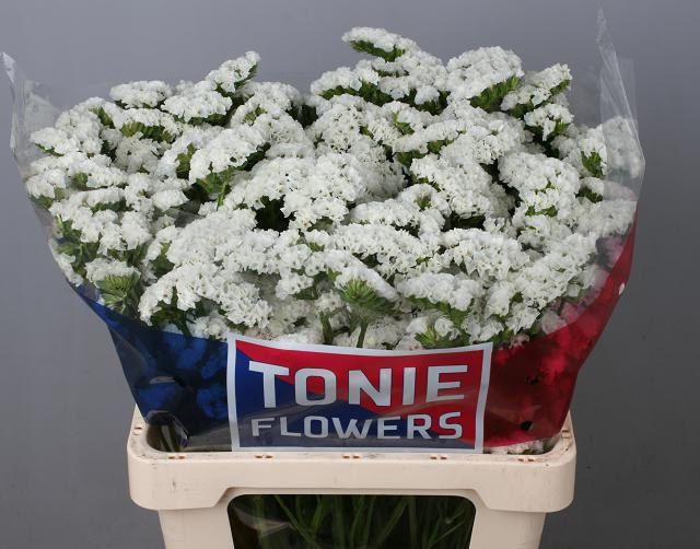 <h4>Statice White Starlight Wings Tonie</h4>