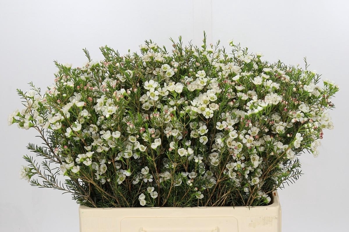 <h4>Chamelaucium Gil</h4>