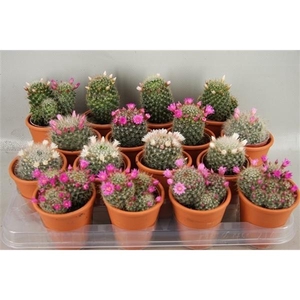 Cactus bloeiend gemengd