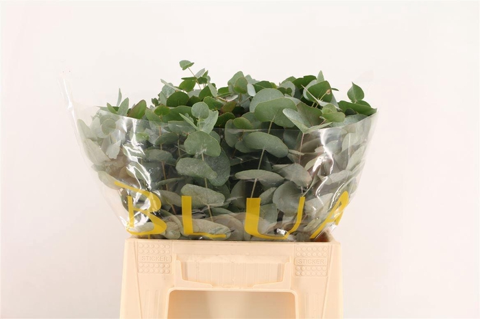 <h4>EUCA CINEREA</h4>