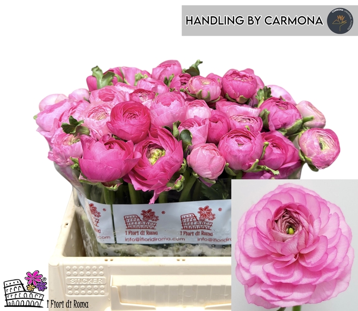 <h4>RAN EL DARK PINK</h4>