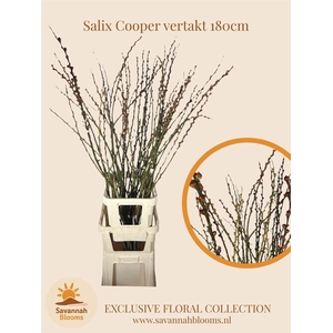Salix Cooper Vertakt