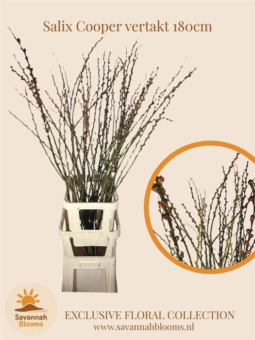 <h4>Salix Cooper Vertakt</h4>