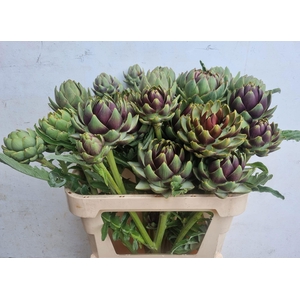 CYNARA SC GREEN GLOB