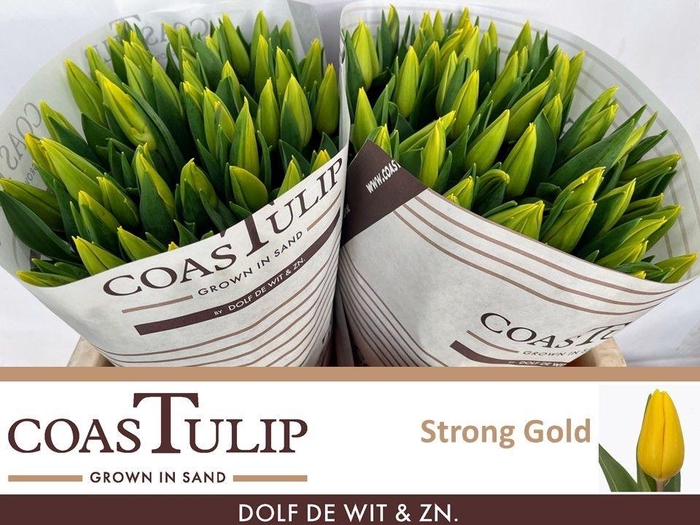 <h4>TU EN STRONG GOLD</h4>