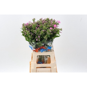 Phlox P Senora