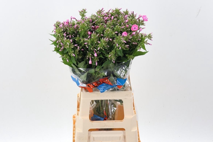 <h4>Phlox P Senora</h4>