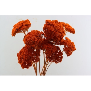 Dried Achillea X5 Orange Bunch