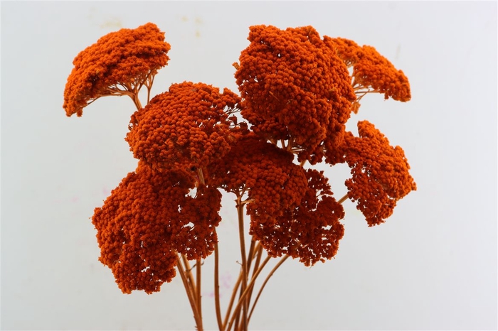 <h4>Dried Achillea X5 Orange Bunch</h4>