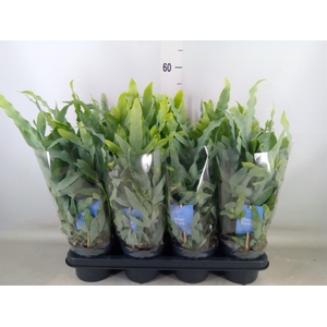 Phlebodium aureum 'Blue Star'