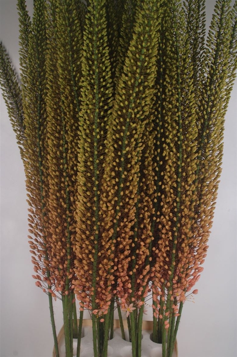 Eremurus Pink Floyd