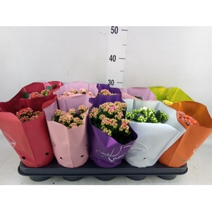 Kalanchoe blos. 'Perfecta'  ..mix 5