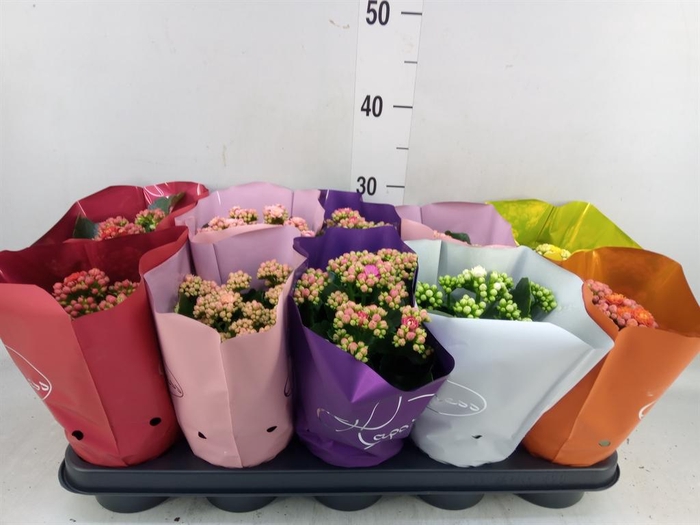 <h4>Kalanchoe blos. 'Perfecta' ..mix 5</h4>