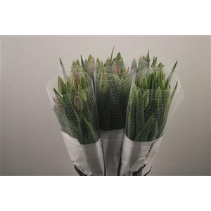 Tu Fr En La Romaine Ex