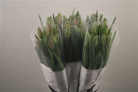 <h4>Tu Fr En La Romaine Ex</h4>