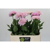 Dahlia Pink Silk