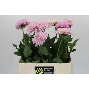 Dahlia Pink Silk