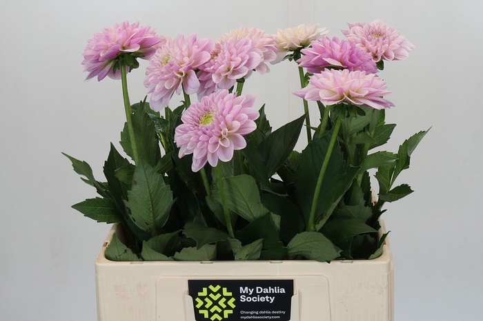 <h4>Dahlia Pink Silk</h4>