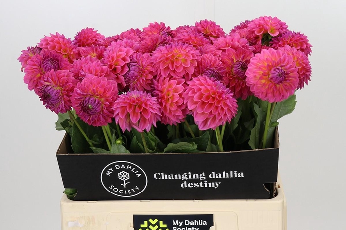 <h4>Dahlia Barbados</h4>