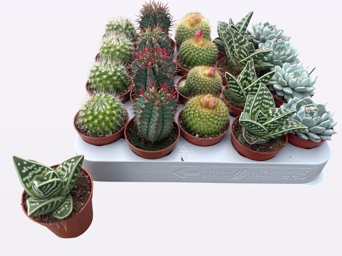 <h4>CACTUS + SUCCU GEM</h4>