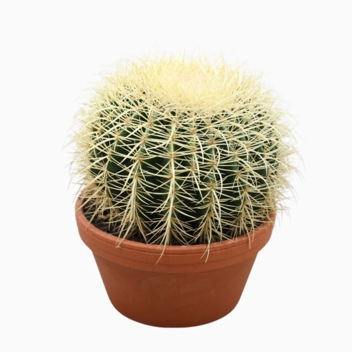 <h4>Echinocactus grusonii</h4>