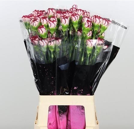 <h4>DI ST OLYMPIA</h4>