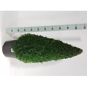 Buxu Sempervirens