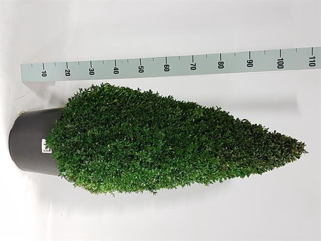 <h4>Buxu Sempervirens</h4>