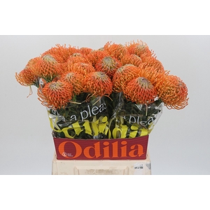 Nutans Ayoba Orange