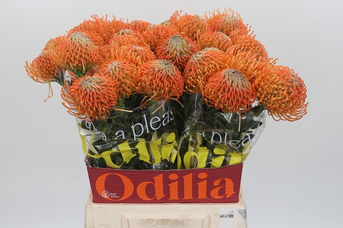 <h4>Nutans Ayoba Orange</h4>