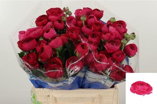 <h4>RAN SU FLASH</h4>