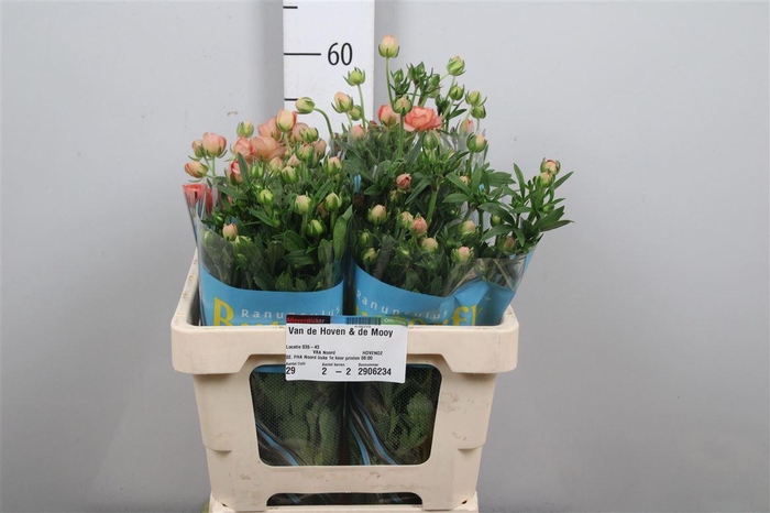 <h4>Ran Butterfly Eris</h4>