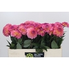 Dahlia Esli