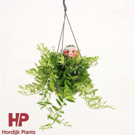 <h4>Aeschynanthus Japhrolepis Hang</h4>